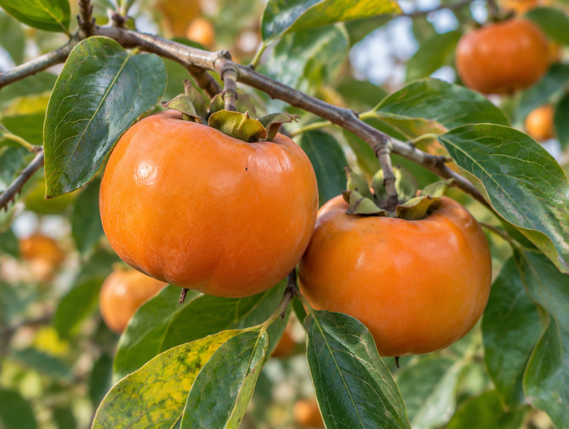 4. Made With Real Persimmon Extract (Not Just Persimmon "Scent")